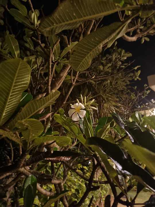 Sonstiges Club Hotel Dolphin