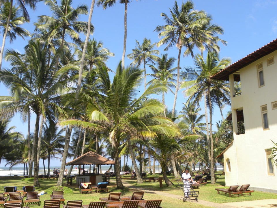 Palmenhain mit Meerblick Mermaid Hotel & Club
