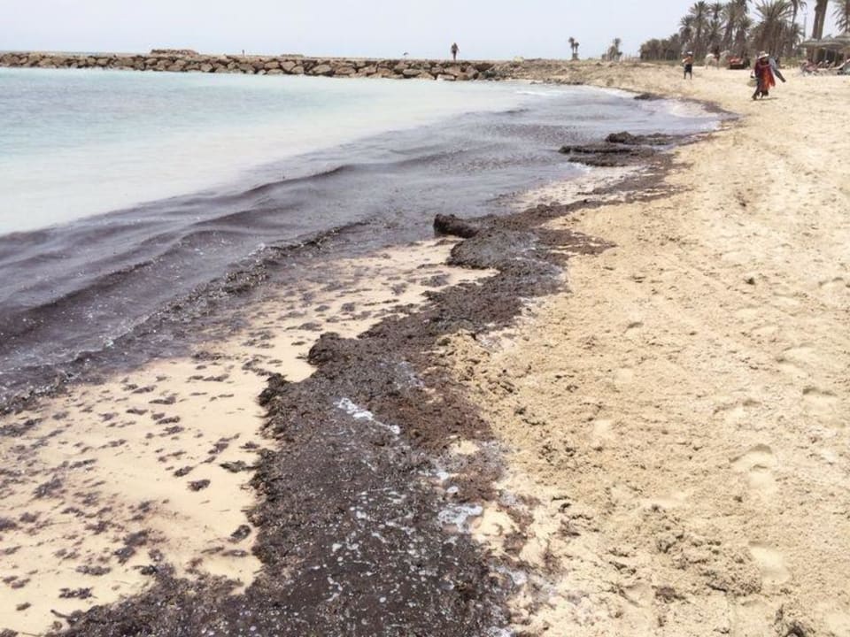 Der ganze Dreck im Meer! Club Palm Azur