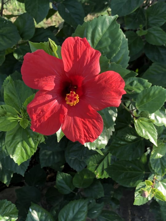 Gartenanlage Labranda Alantur Resort