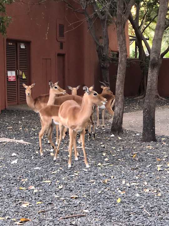 Gartenanlage AVANI Victoria Falls Resort