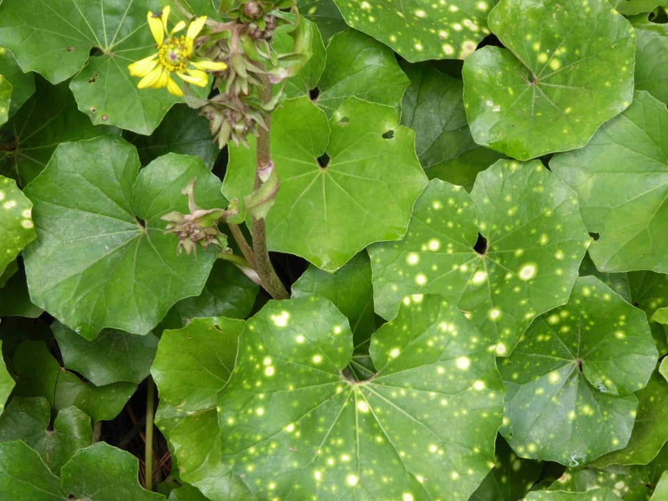 Ligularia - Rosshuf Hotel Quinta Splendida Wellness & Botanical Garden