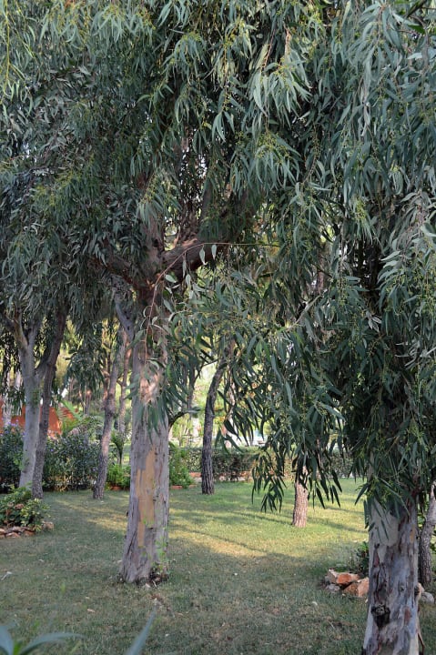 Im Garten Club Turtas Beach Hotel