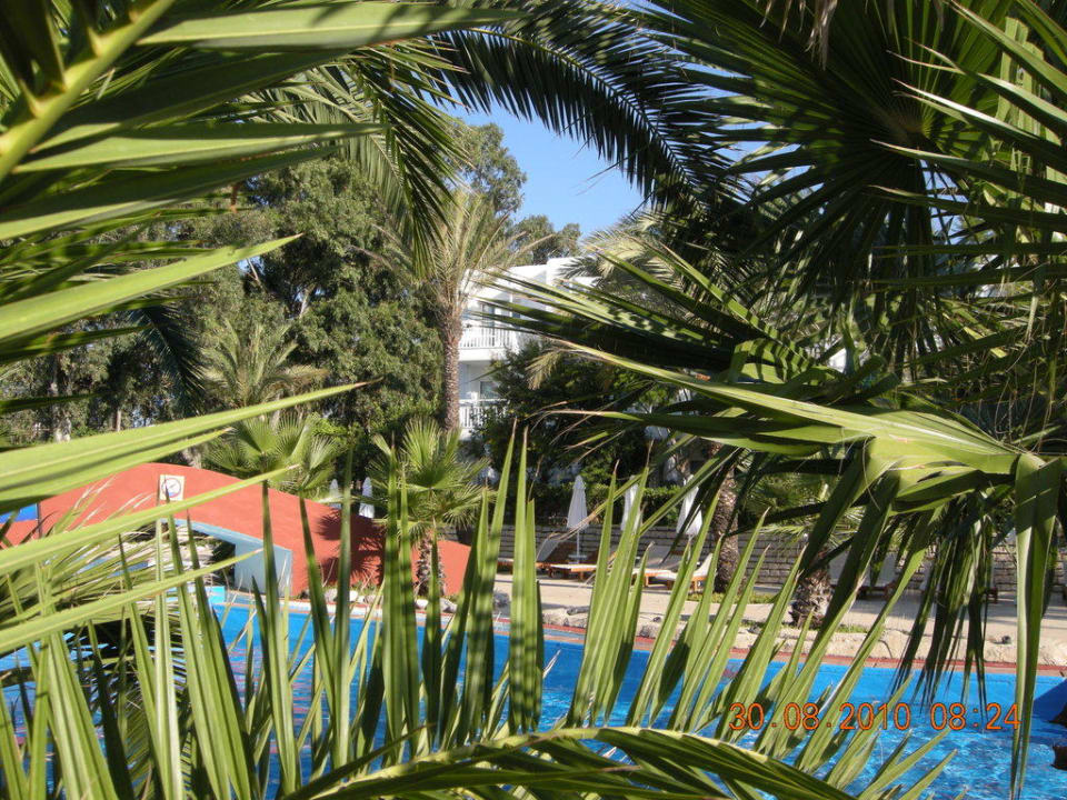 Palmen mit Pool Monachus Family Resort Sorgun