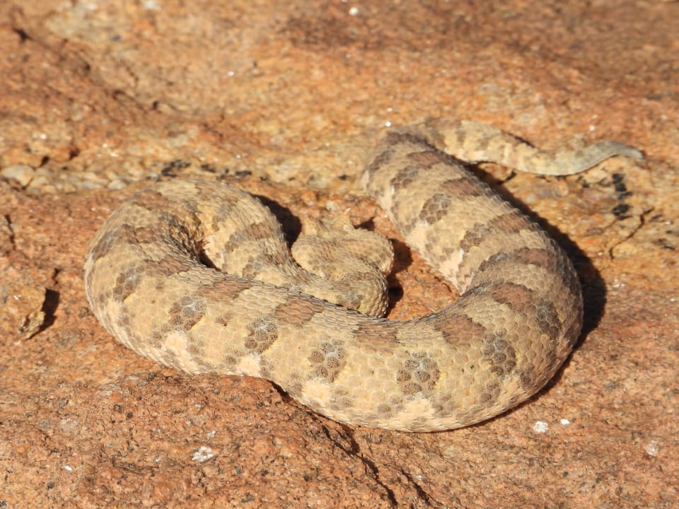 Sonstiges Uis Elephant Guesthouse