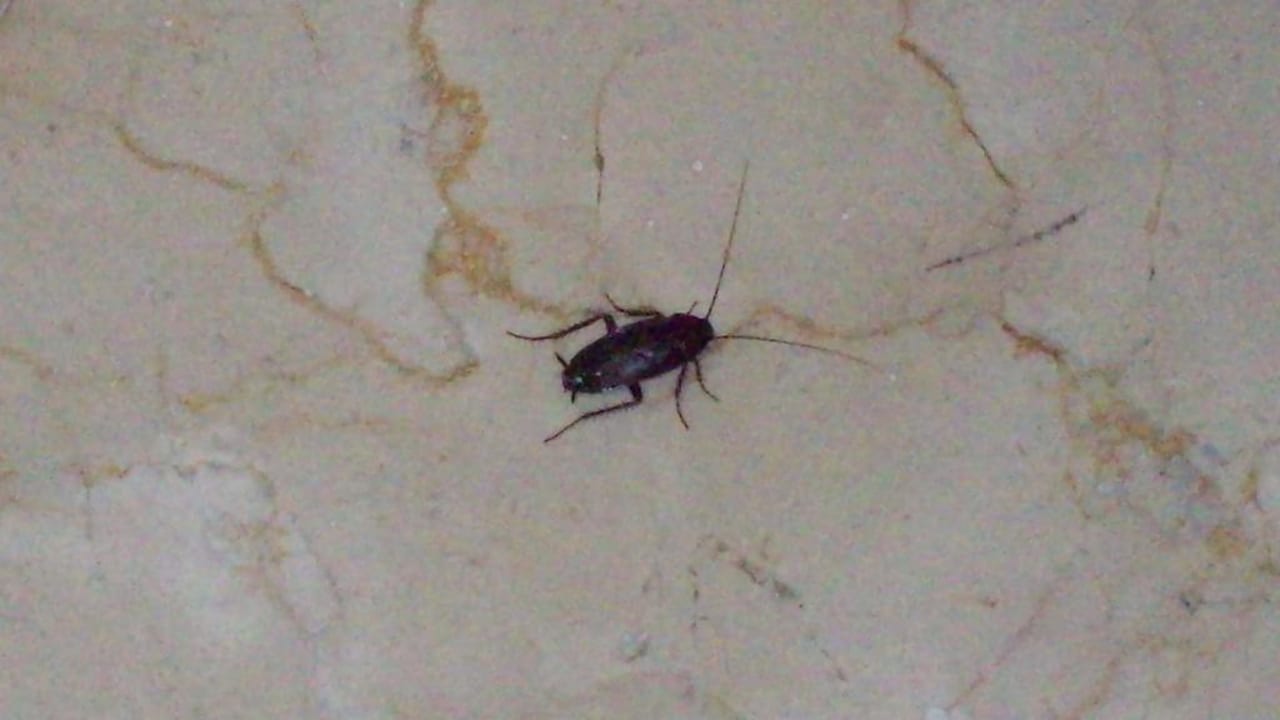 Ups was ist das denn? Hotel Coronado Thalasso & Spa