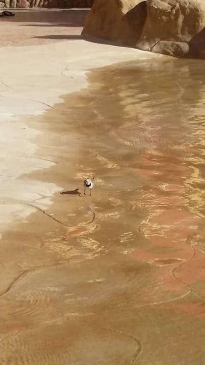 Strand am Pool, wo gibts sowas schon Pickalbatros Alf Leila Wa Leila Resort - Neverland Hurghada