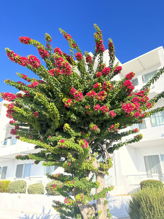 Sonstiges Dimitra Beach Hotel & Suites