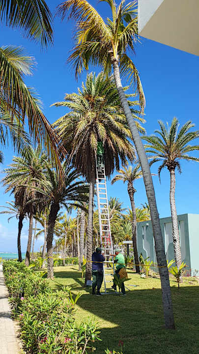 Gartenanlage Hotel Riu Turquoise