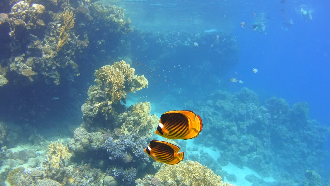 Strand Steigenberger Coraya Beach - Adults only