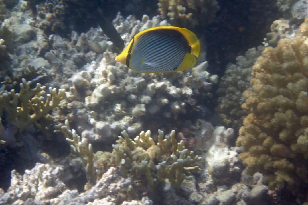 Strand Makadi Spa - Adults only