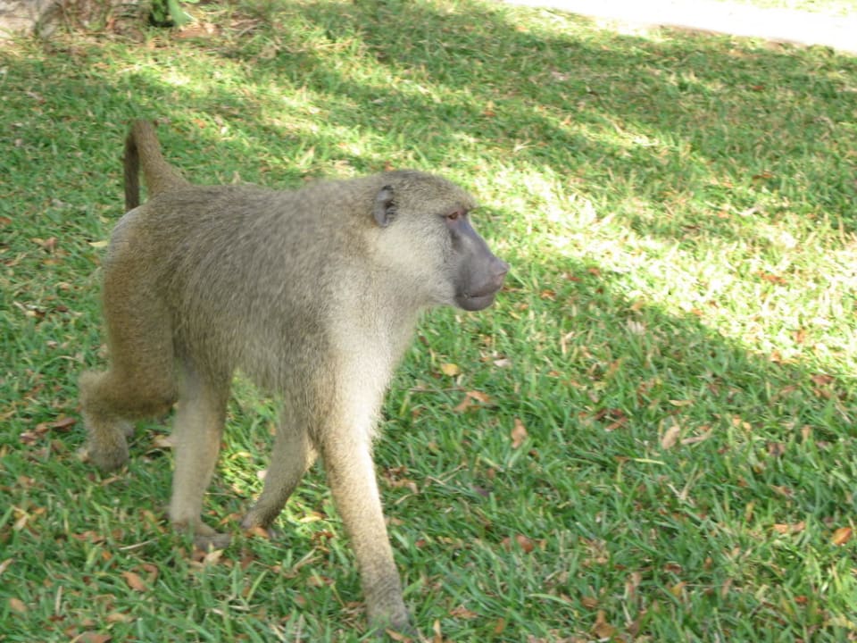 Streifzug zwischen den Liegen auf der Suche nach Taschen Hotel Papillon Lagoon Reef