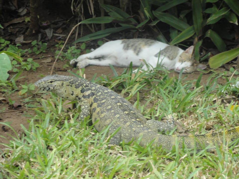 "unsere" Katze und der Waran verstehen sich gut Baobab Beach Resort & Spa