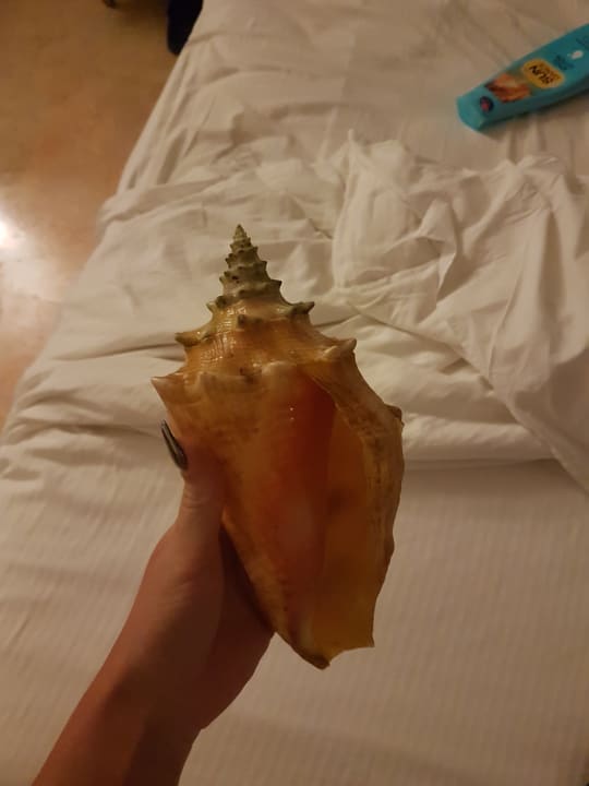 Gefunden am Strand  Hotel Grand Palladium Palace Resort, Spa & Casino