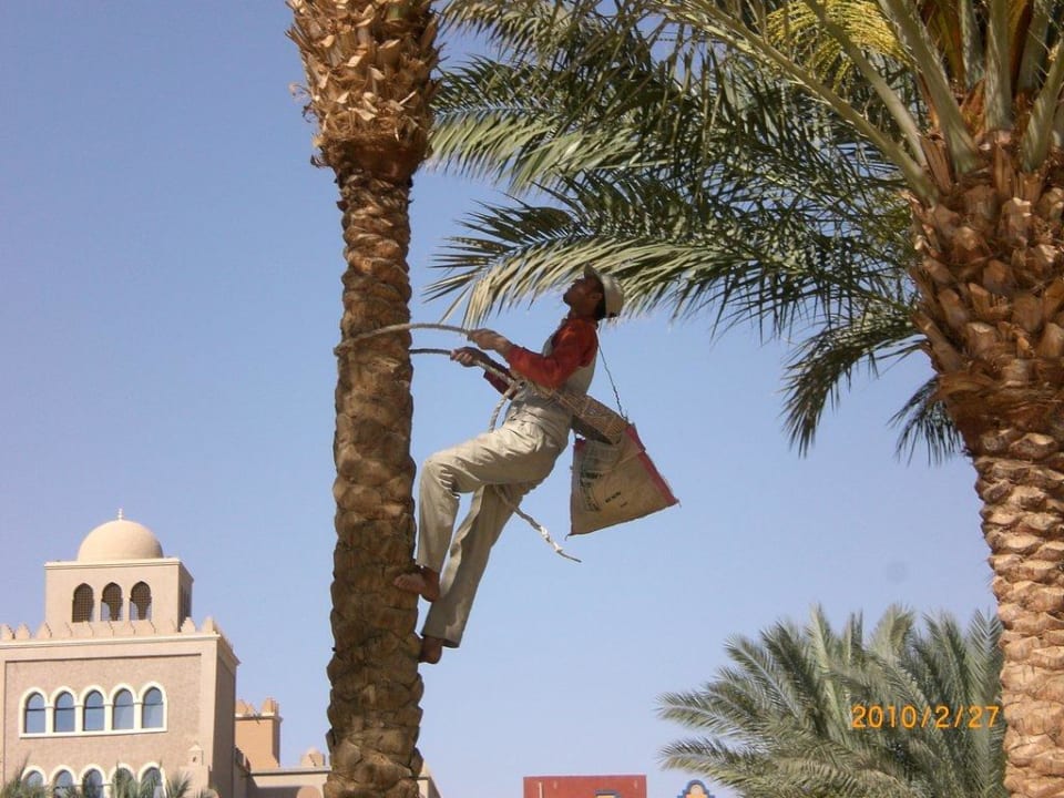 Palmenpflege Makadi Palace