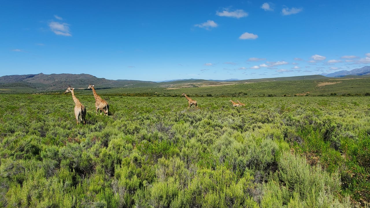 Sport & Freizeit Wildehondekloof Game Lodge
