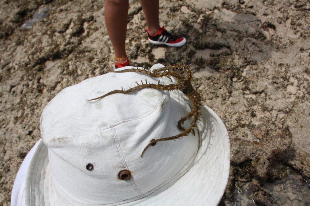 Seespinne mit Mike Hotel Southern Palms Beach Resort