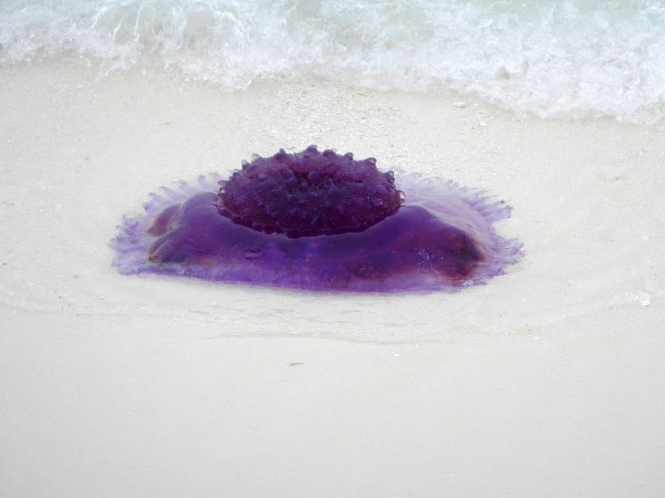 Riesenqualle am Strand Madoogali Resort
