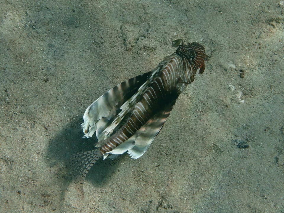 Sport & Freizeit Coral Sun Beach