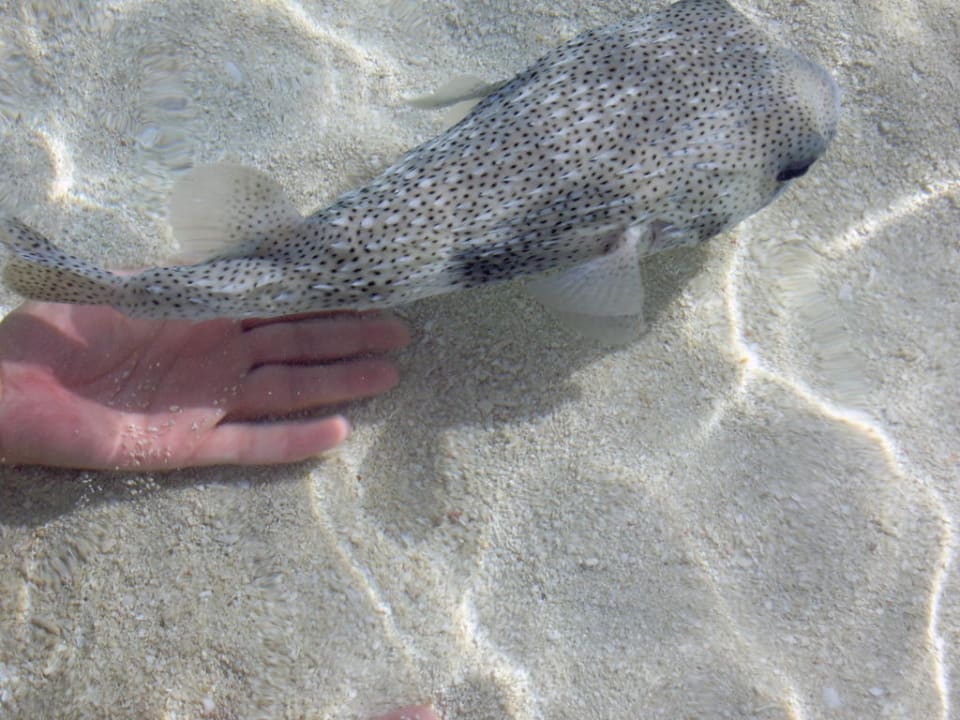 Unser zahmer Fridolin Summer Island Maldives