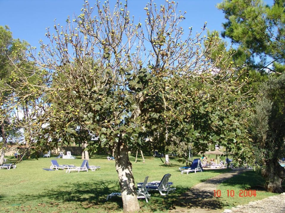 Feigenbaum mit Früchten Hotel Exagon Park