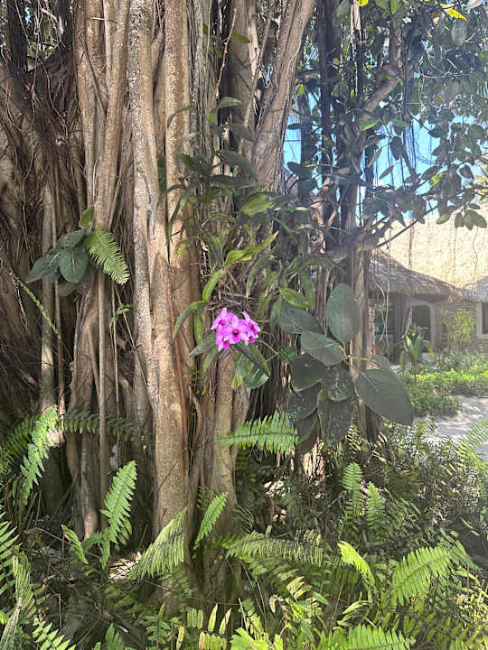 Gartenanlage Kuredu Island Resort & Spa