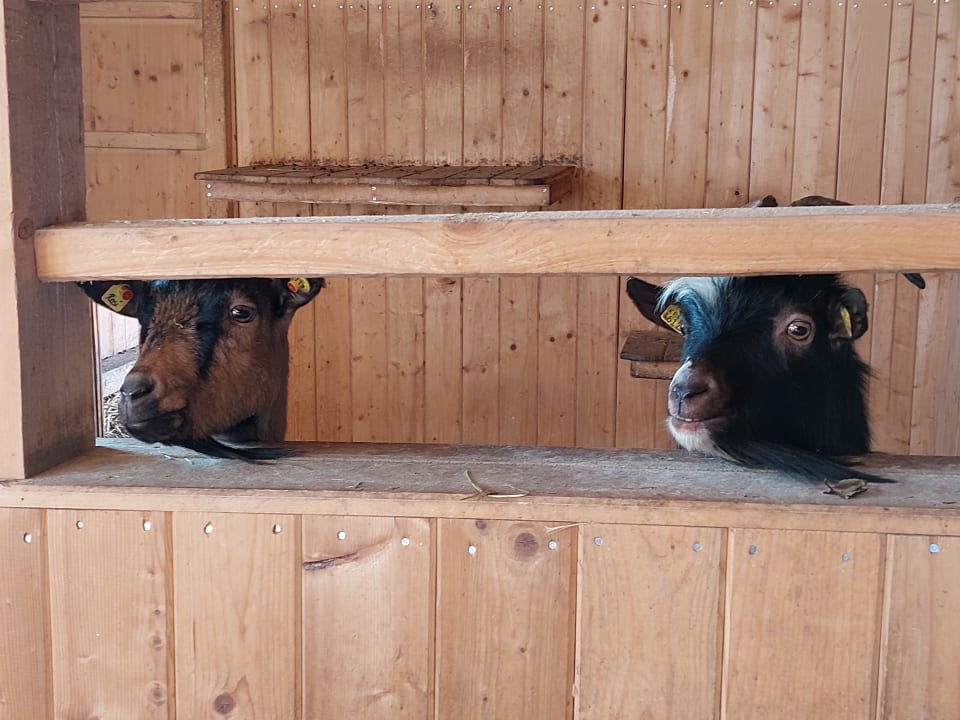 Zimmer Familotel Der Böhmerwald - Euer Familienhotel im Bayerischen Wald