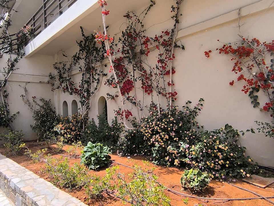 Gartenanlage allsun Hotel Malia Beach