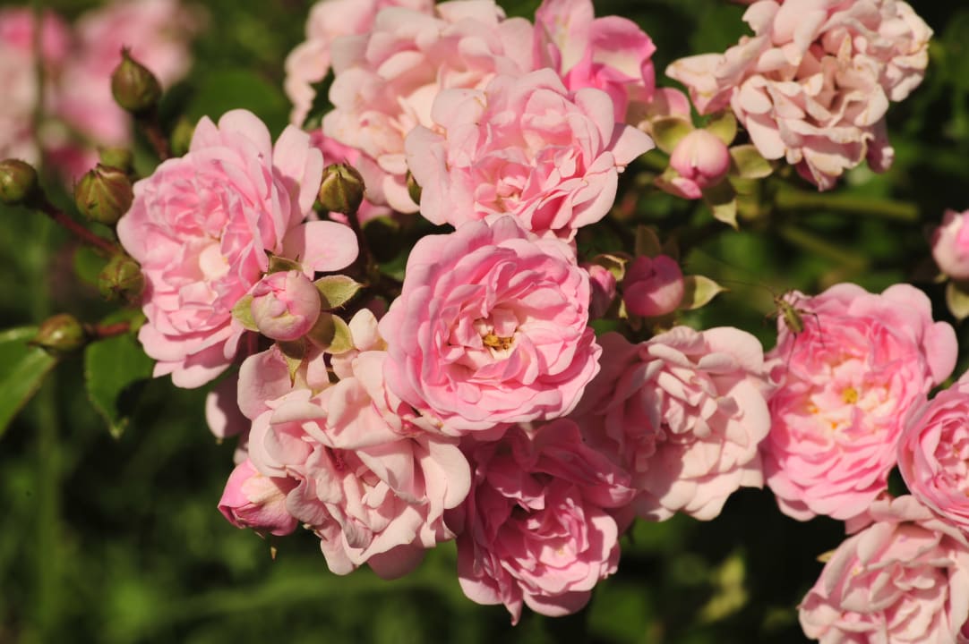 Gartenanlage Ventena Vecchia antico frantoio