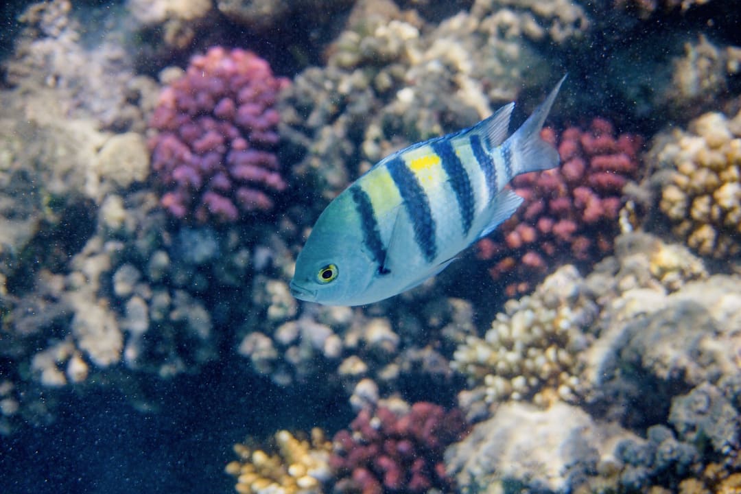 Strand Malikia Resort Abu Dabbab