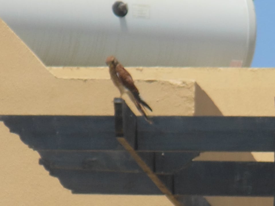 Хищник Stella Beach Resort & Spa Makadi Bay