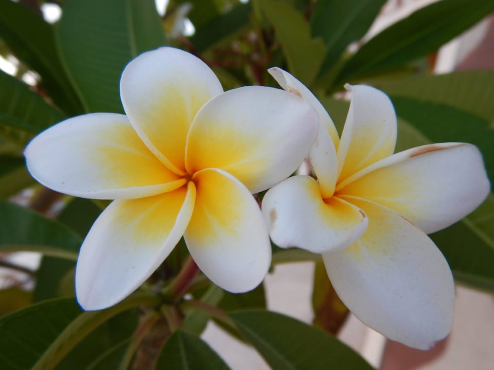 Hotel Swiss Inn Resort Dahab Swiss Inn Resort Dahab