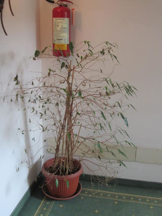 Flur Hotel Flötscherhof