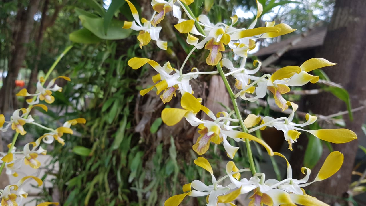 Gartenanlage Centara Chaan Talay Resort & Villas Trat