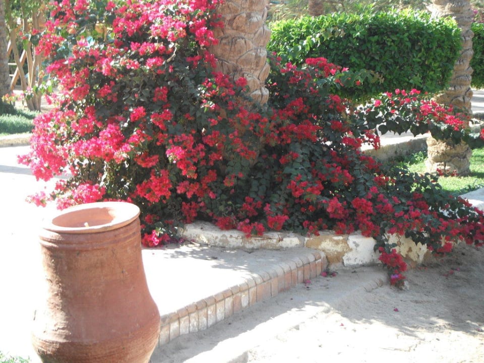 Impressionen Giftun Azur Resort