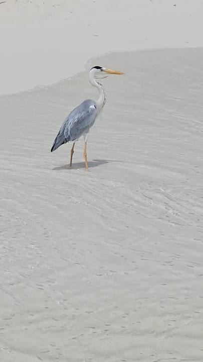 Sonstiges Kuredu Island Resort & Spa