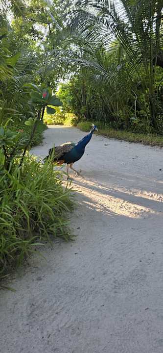 Sonstiges Coco Palm Dhuni Kolhu