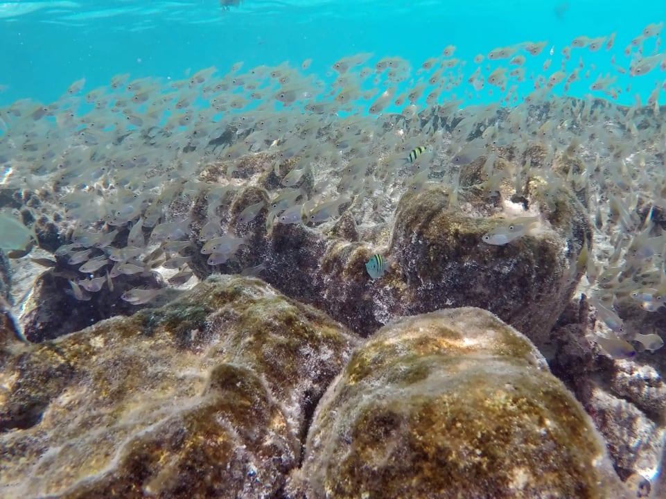 Beilbauchfisch - Indische Glasfische NH Collection Maldives Havodda Resort
