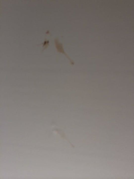 Zerdrückte Mücke im Rollo Lindner Hotel Sylt