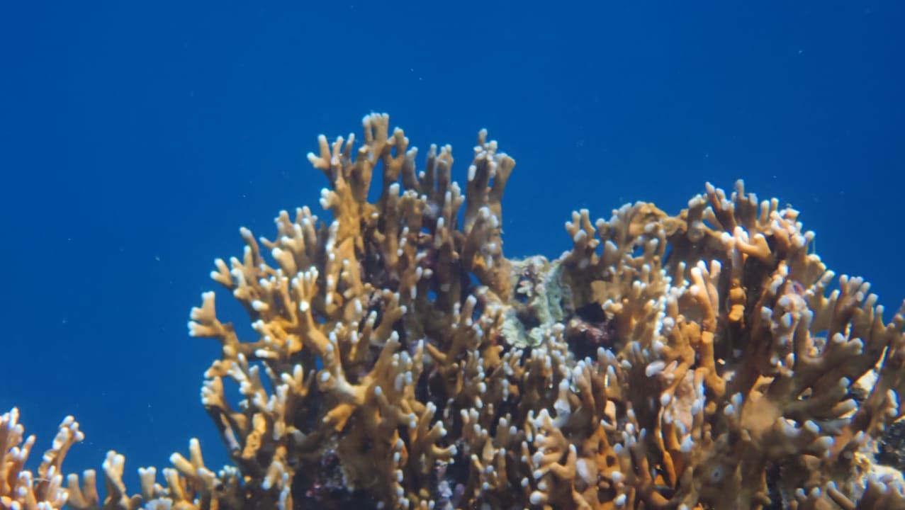 Sport & Freizeit Malikia Resort Abu Dabbab