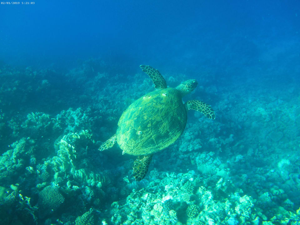 Sport & Freizeit Lazuli Hotel Marsa Alam