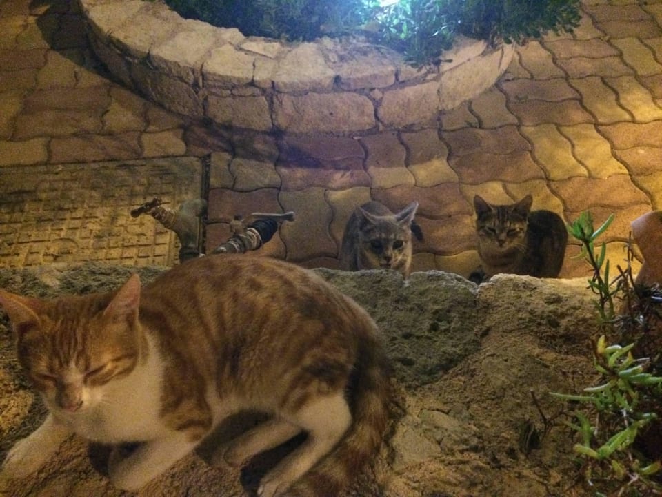 Abendliches Treffen mit besonderen Freunden  Cactus Beach
