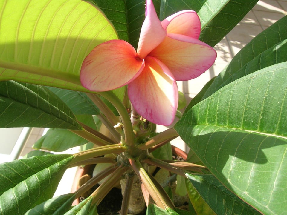 Seltene Plumeria Hotel Kathrin Beach