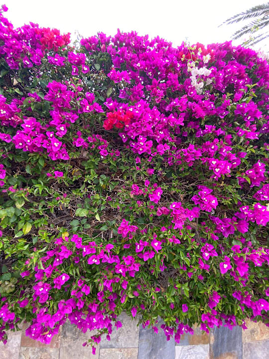 Außenansicht Suites & Villas by Dunas