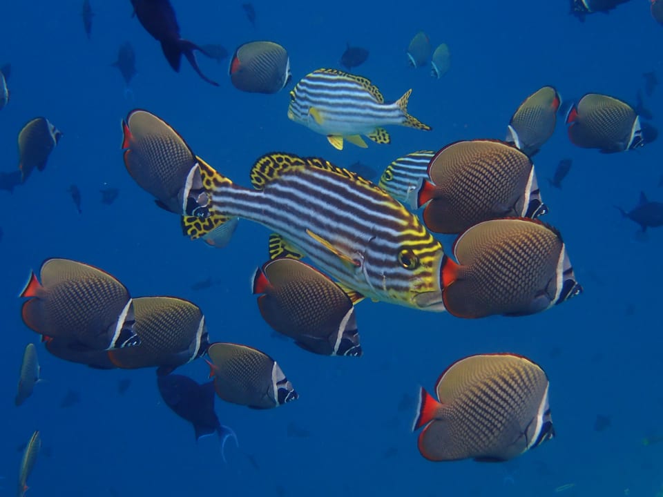 Sonstiges NH Collection Maldives Reethi Resort