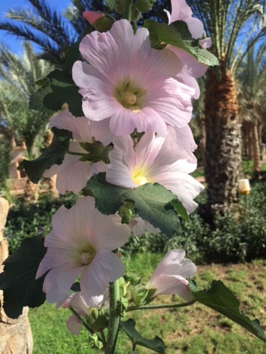 Gartenanlage Hotel Blue Lagoon
