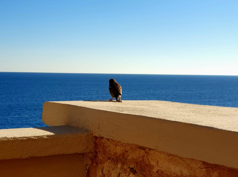 Ausblick Pickalbatros Citadel Resort