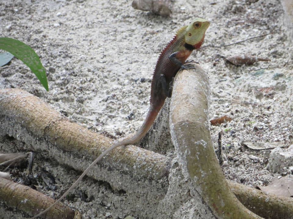 Friedliche Eidechsen auf der Insel Adaaran Select Hudhuran Fushi - Premium All Inclusive