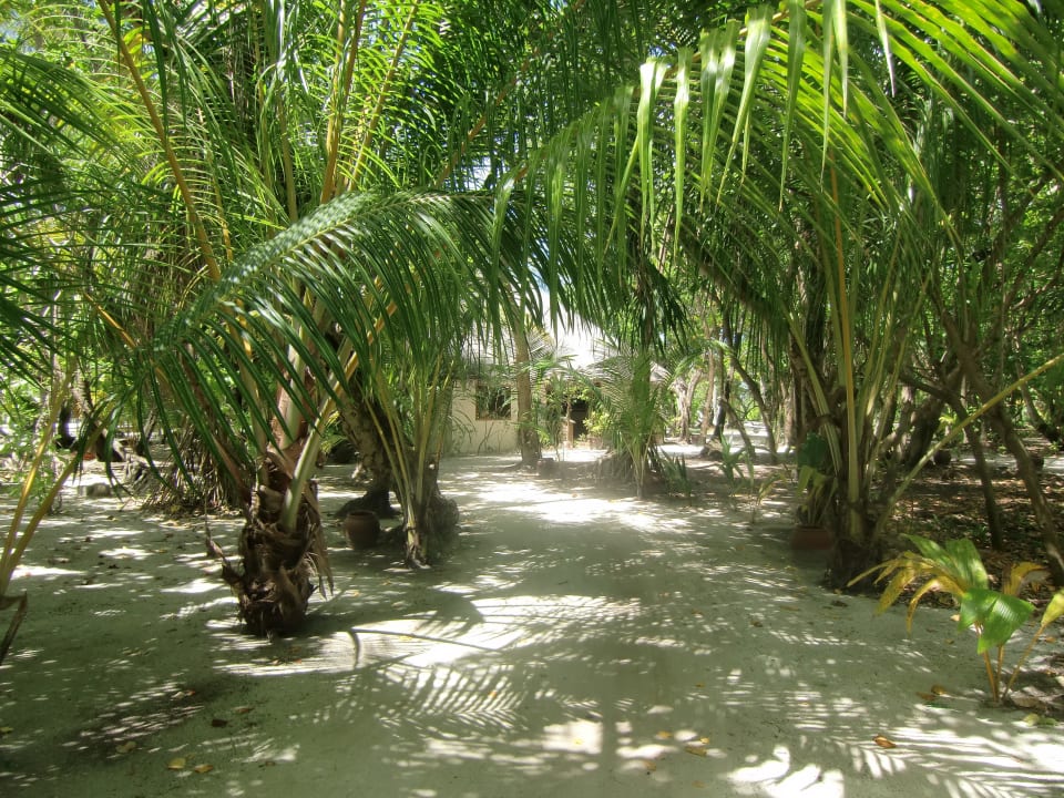 Überall Palmen - Toll Meeru Maldives Resort Island