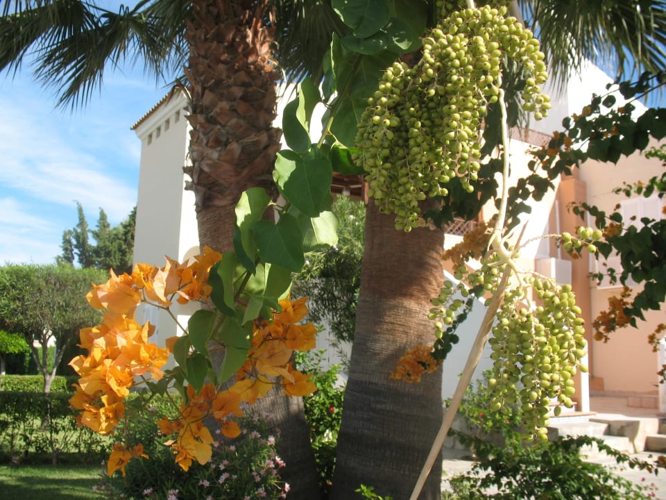 Blüten FKK Vera Natura Resort